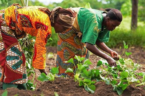 Women farmers harvesting crops in a lush field